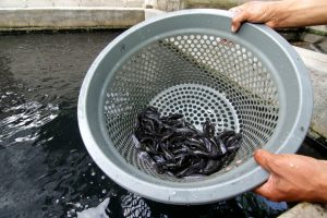 Masukkan lele ke dalam kloset biar septic tank gak cepat penuh