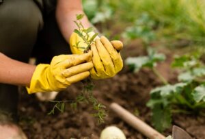 Cara membuat kebun dirumah sendiri