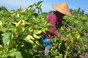 Cara menanam cabe dengan benar