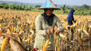 Pengertian palawija manfaat dan contohnya
