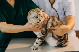Penyebab kucing mati mendadak