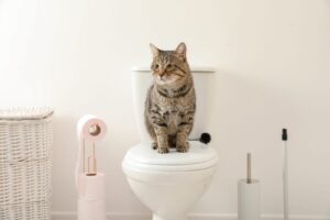 Jangan ajarkan kucing buang kotoran di toilet