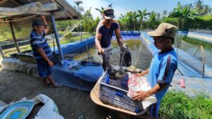 Belajar bisnis budidaya ikan lele untuk pemula