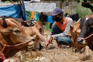Jenis sapi potong terbaik untuk kurban