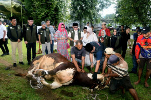 Cara menyembelih hewan kurban dengan benar
