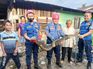 Cara mengusir biawak dari lubang wc yang aman